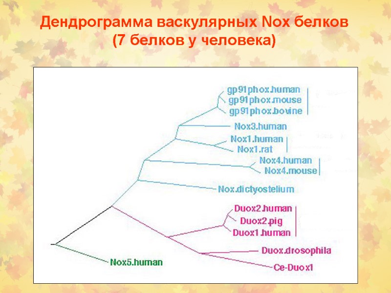 Дендрограмма васкулярных Nox белков  (7 белков у человека)